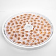 Замечательные и полезные засушенные бананы в электросушилке «Волтер 1000 люкс» Замечательные и полезные засушенные бананы в электросушилке «Волтер 1000 люкс»